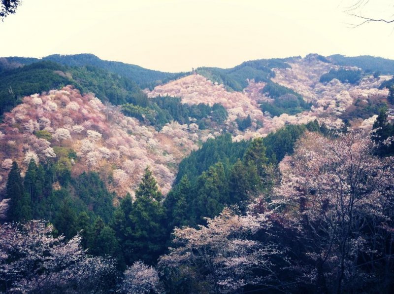 4월, 요시노 산의 벚꽃