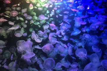 Jellyfish at Kamo Aquarium
