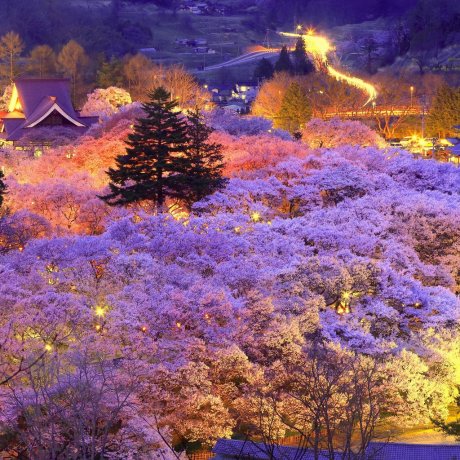 เทศกาลดอกซากุระแห่งปราสาททะคะโตะ