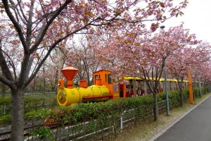 Tobu Zoo, cherry blossom trees line the train tracks