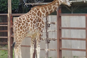 Tobu Zoo, giraffe exhibit
