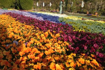 Year-Round Blooms in Ashikaga Park