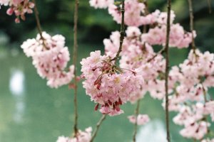 Sakura merah jambu
