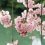 코라쿠엔 정원에서의 하나미 [종료]