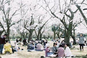 Beatiful scene under the blossoms
