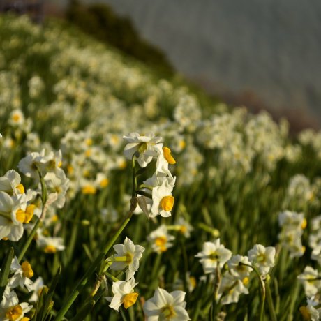 Nada-Kuroiwa Narcissus Field