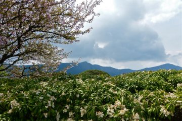 <p>ดอกซากุระพันธ์มะเมะและดอกอะชิบิ</p>