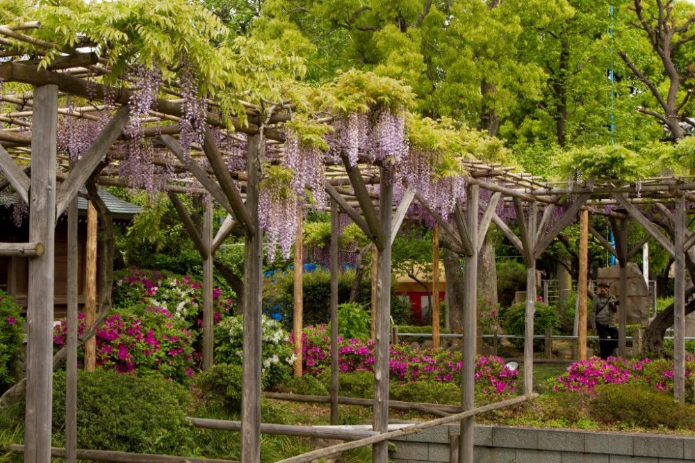 A really pretty garden covered by wisteria; some azalea complete the picture