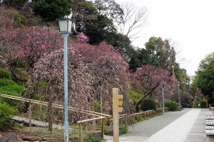 สวนพลัมอิเคะกะมิ ไบเอ็น มีพื้นที่ 8250 ตารางเมตร เป็นสวนที่มีต้นพลัมอยู่ประมาณ 370 ต้น 30 สายพันธ์