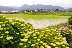Ajisai (hortensia), rizières, et montagnes