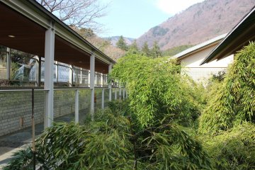 A bamboo grove dominates the inner sanctum of the residential area.