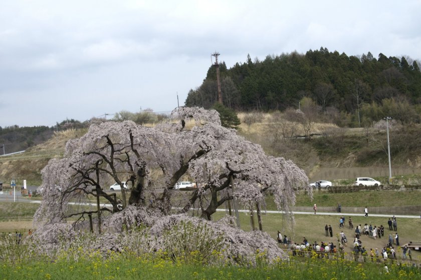 The massiveness of the tree is inversely proportional to the size of its flowers. Its five-petal blossoms, in clusters, are almost half the size of the common sakura
