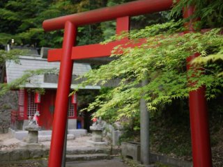 Red tori gate looks beautiful next to the lush, green momiji trees.