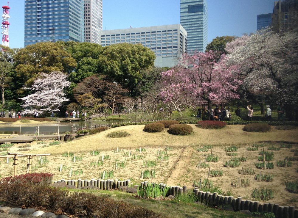 Парк находится в самом центре Токио, в окружении высоток