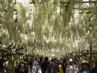A white wisteria trellis made even more stunning by the filtered light at Ashikaga Flower Park