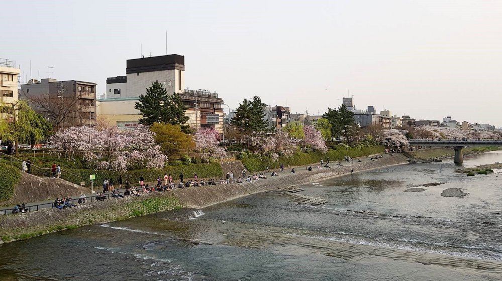 ริมฝั่งแม่น้ำคะโมะหรือคะโมะงะวะ (Kamogawa) เป็นสถานที่ที่สวยงดงามควรค่าแก่การแวะชมในทุกฤดูกาล แต่ในต้นฤดูใบไม้ผลิสองฝั่งแม่น้ำจะสวยงดงามเป็นพิเศษ