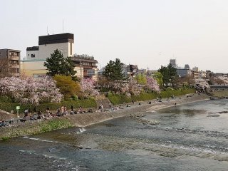 ริมฝั่งแม่น้ำคะโมะหรือคะโมะงะวะ (Kamogawa) เป็นสถานที่ที่สวยงดงามควรค่าแก่การแวะชมในทุกฤดูกาล แต่ในต้นฤดูใบไม้ผลิสองฝั่งแม่น้ำจะสวยงดงามเป็นพิเศษ
