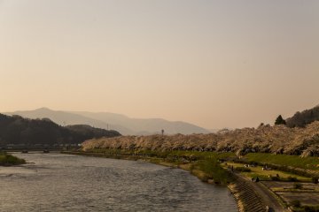Cherry blossom trees line the Hinokinai River bank during spring in Kakunodate