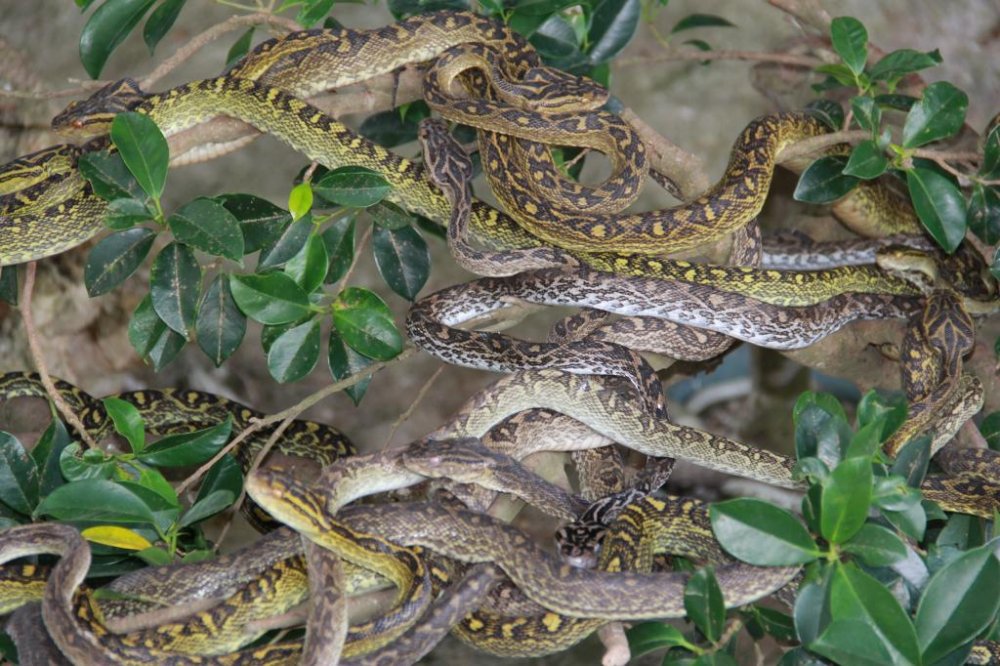 About a dozen Habu snakes rest on a tree branch