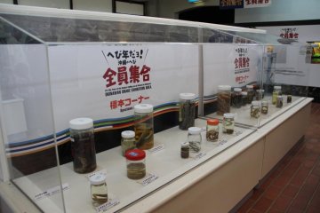 Snakes caught on islands throughout the Okinawa prefecture are on display