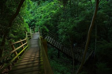 The majority of the trail is made of wooden stairs and paths