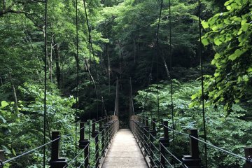 สะพานเเขวนกลางป่า