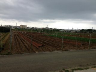 Nakagawa Farm is surrounded by crop fields