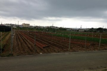 <p>Nakagawa Farm is surrounded by crop fields</p>