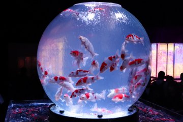 Earth Aquarium Japonism, in terms of mass is the largest piece in the Art Aquarium