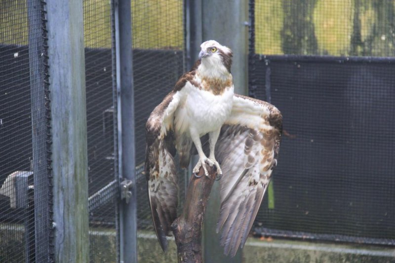 <p>The osprey is one of the first animals seen in Okinawa&#39;s Zoo and Museum when following the recommended route</p>