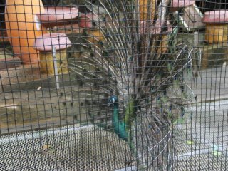 An Inidan peafowl can&#39;t help but stand out