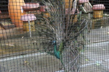 <p>An Inidan peafowl can&#39;t help but stand out</p>