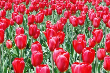 Vibrant red tulips