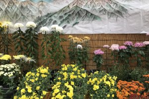 Japan's national flower takes pride of place at this festival in mountainous Niigata