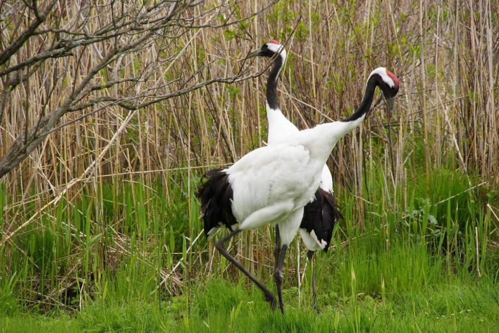 The natural monument: Japanese Cranes