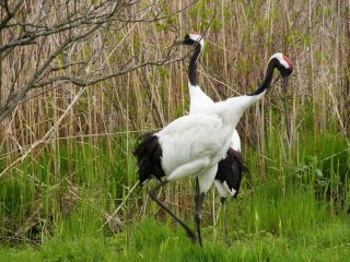 The natural monument: Japanese Cranes