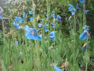 ヒマラヤの青いケシ, blue poppy (meconopsis）　