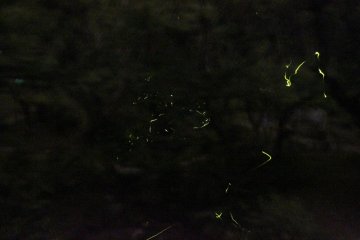 It was so dark it was hard to see where I stepped. But only in this darkness do the fireflies shine the brightest. In that very moment when you see the fireflies glow together at the same time, it is truly magical and surreal.