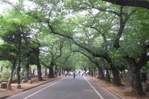 Yanaka Cemetery where the famous Tokugawa family grave is