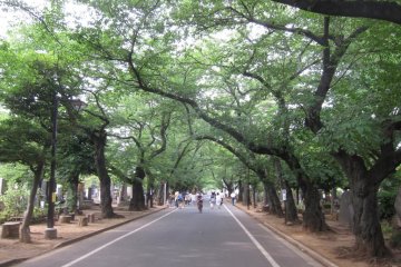 <p>Yanaka Cemetery where the famous Tokugawa family grave is</p>