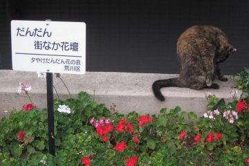 <p>Meow in meow town, moments from Nippori Station in Northern Tokyo</p>