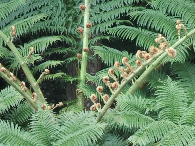 Tree fern you can eat, young shoots good as tempura.