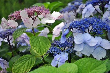 Hydrangeas in June can range in colors from pink, purple or blue.