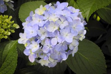 <p>A beautifully blossoming ajisai (hydrangea)</p>