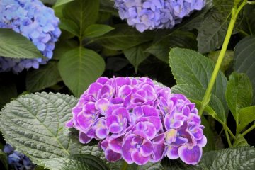 <p>A beautiful combination of purple and blue</p>