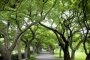 Koishikawa Botanical Gardens