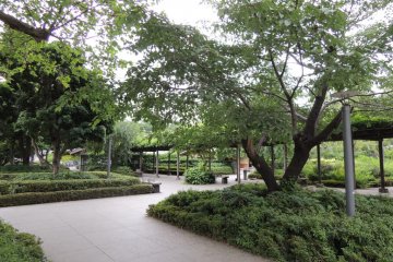 Natural shade by trees