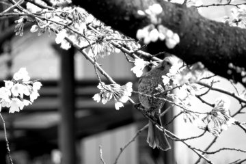 Bird in mid-motion during the cherry blossom season in Ueno