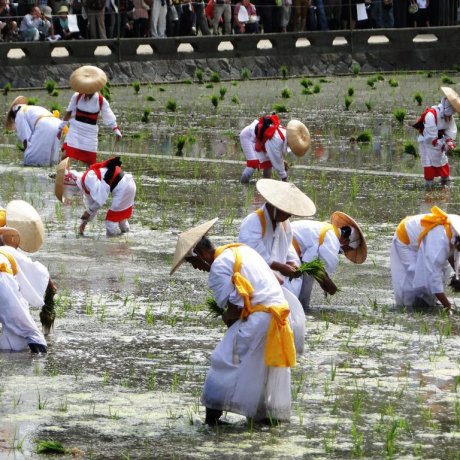 Festival de Plantation du Riz