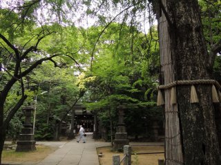 Cái cây 400 năm tuổi ở đền Hikawa
